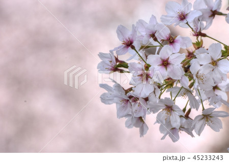 桜 桜 45233243
