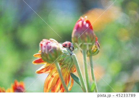 てんとう虫とオレンジの菊の写真素材