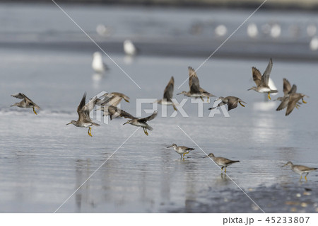 飛び立つキアシシギの群れ 45233807