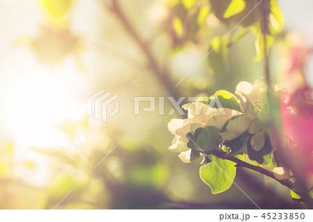 Spring blossom: branch of a blossoming apple tree on garden background 45233850