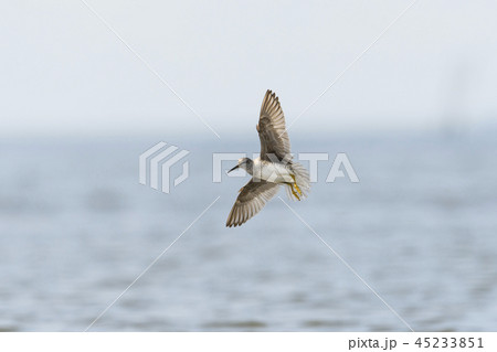 キアシシギ飛翔 45233851