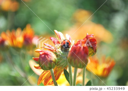 てんとう虫とオレンジの菊の写真素材