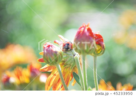 てんとう虫とオレンジの菊 45233950