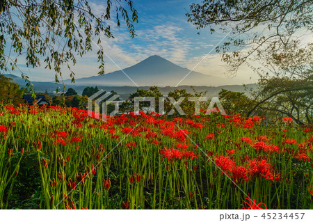 富士山　彼岸花 45234457