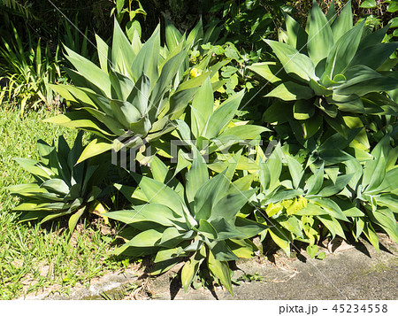 Several Agave Attenuata, ornamental plant. Several Agave Attenuata, ornamental plant. 45234558