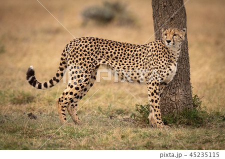 Cheetah stands by tree on grassy plain 45235115