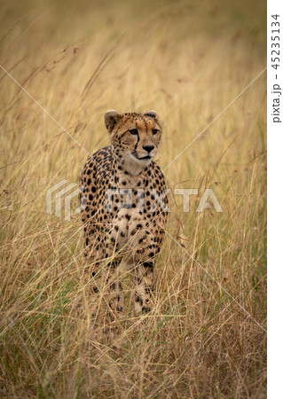 Cheetah stands in long grass on savannah Cheetah stands in long grass on savannah 45235134