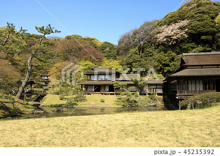 庭園風景（神奈川県、三溪園、桜） 45235392