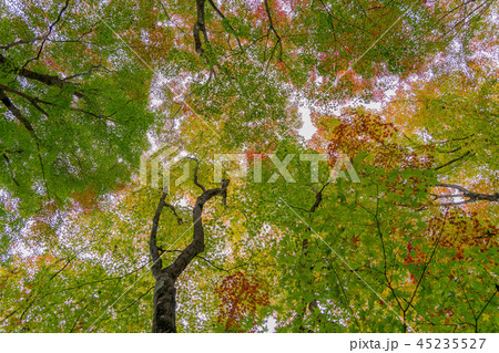 稲武町紅葉505 45235527