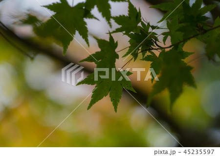 稲武町紅葉312 45235597