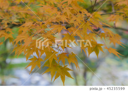 稲武町紅葉280 45235599