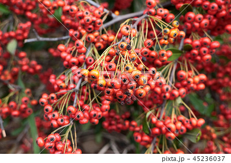 ピラカンサ（トキワサンザシ）の実 45236037