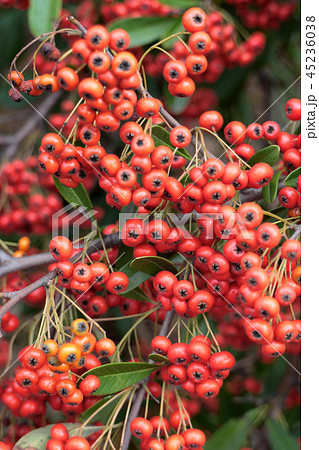 ピラカンサ(トキワサンザシ)の実 ピラカンサ(トキワサンザシ)の実 45236038
