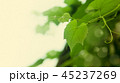 Leaves of grapes 45237269