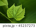 A green vine grape leaf close-up 45237273