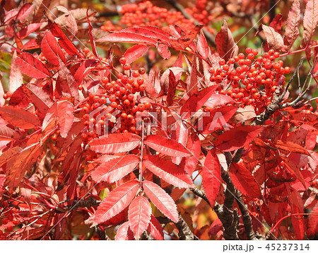 ナナカマドの実と紅葉 ナナカマドの実と紅葉 45237314