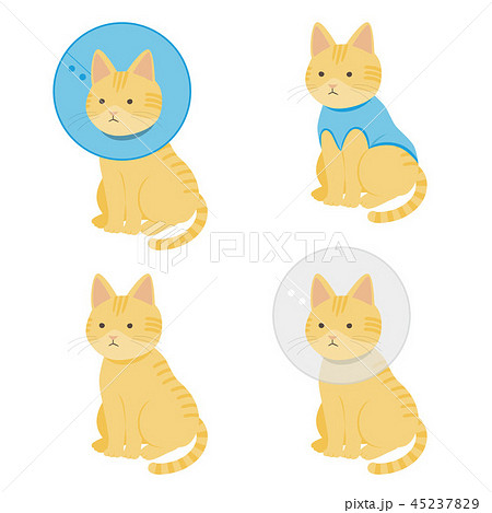 茶トラ猫 茶トラ猫 45237829