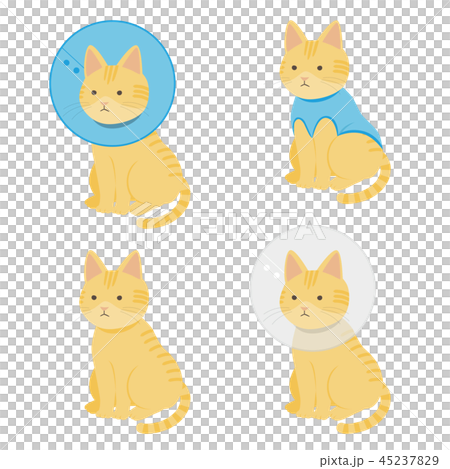 茶トラ猫 茶トラ猫 45237829