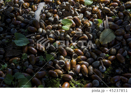 秋のドングリの絨毯 秋のドングリの絨毯 45237851