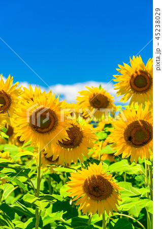 ひまわり 夏イメージの写真素材 ひまわり 夏イメージの写真素材