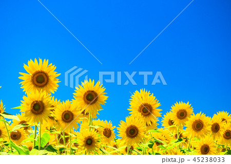 ひまわり・夏イメージ 45238033