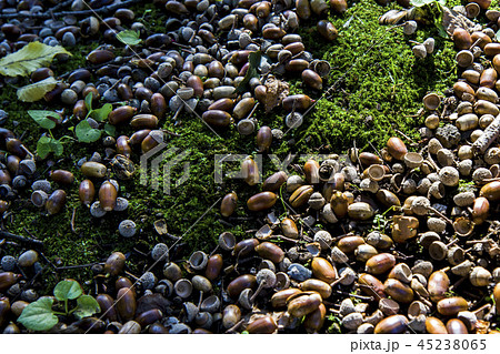 秋のドングリの絨毯 秋のドングリの絨毯 45238065