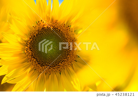ひまわり・夏イメージ 45238121