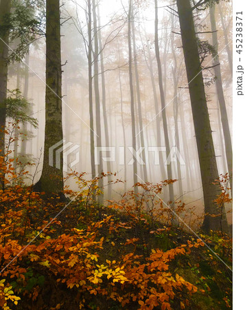 The mist in the colorful autumn forest The mist in the colorful autumn forest 45238371