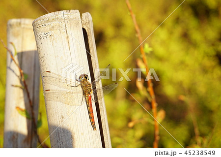 夕日をあびながら一休みする赤とんぼ 45238549