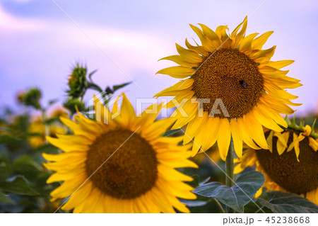 sunflowers at the field 45238668