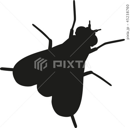 Fly silhouette 45238760