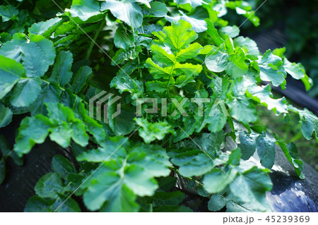 野菜 畑 野菜 畑 45239369