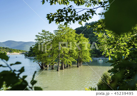 Beautiful tiny grove of bald cypress trees growing 45239495