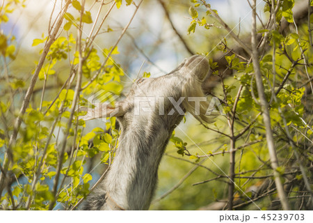 A goat eats leaves in the outdoor 45239703