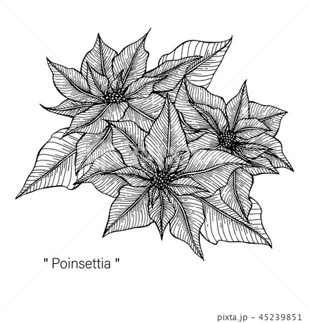 Hand Drawn Sketch Poinsettia Christmas Seasonal Flower Winter Holiday  Symbol Vector Illustration Isolated On White Background Royalty Free SVG  Cliparts Vectors And Stock Illustration Image 90580653
