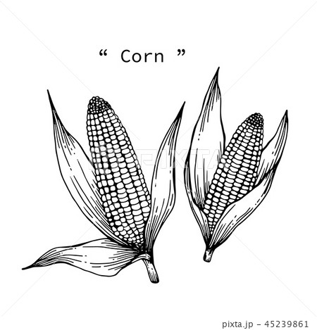 Corn drawing illustration. Corn drawing illustration. 45239861