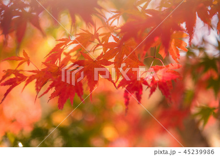 Autumn red and green Japanese maple leaf 45239986