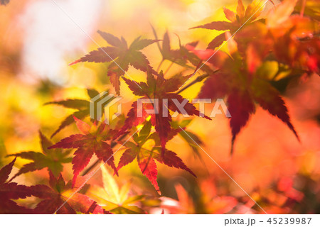 Autumn red and green Japanese maple leaf 45239987