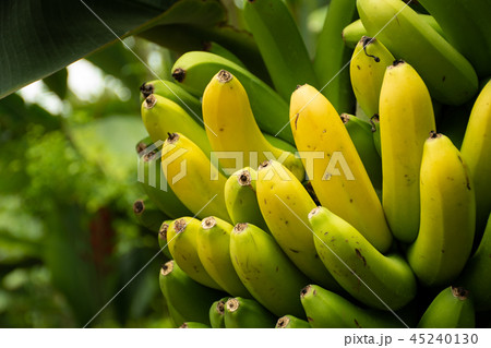 黄色のバナナ 黄色のバナナ 45240130