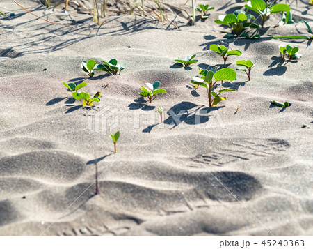 green plants on the sand 45240363