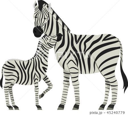 Zebra Foal Illustration 45240779