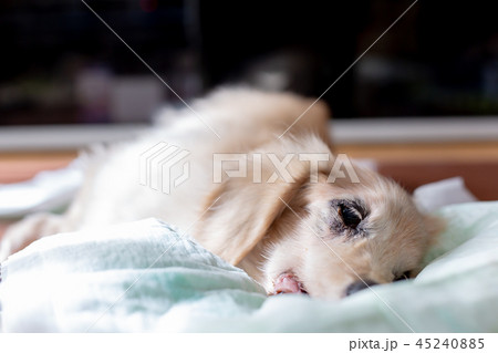 老犬ダックス 老犬ダックス 45240885