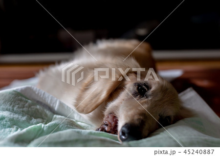老犬ダックス 老犬ダックス 45240887