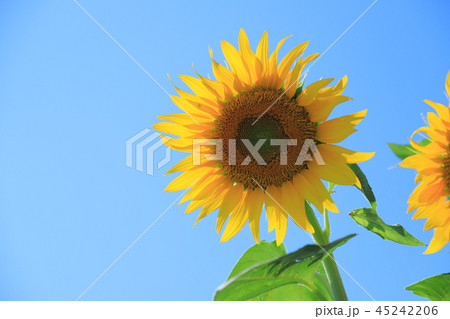 空を見上げる向日葵の写真素材 [45242206] - PIXTA