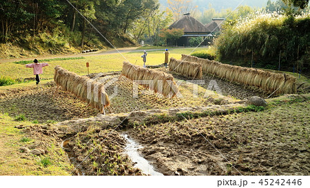 北薩広域公園　掛け干しとカカシ 45242446