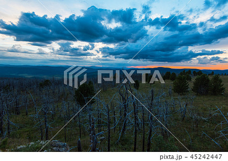 Landscape with dead forest 45242447