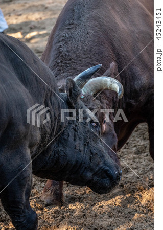 牛の角突き 牛の角突き 45243451
