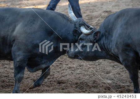 牛の角突き 45243453