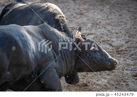 牛の角突き 45243479