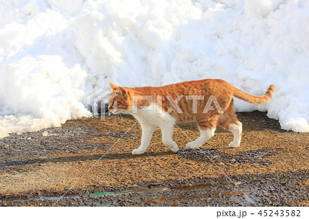 大雪も止み日の当たる除雪された道を歩く茶トラ白猫 45243582